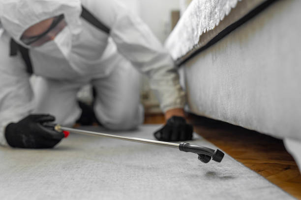 Professional Bed Bug Control technician working in South Miami, FL